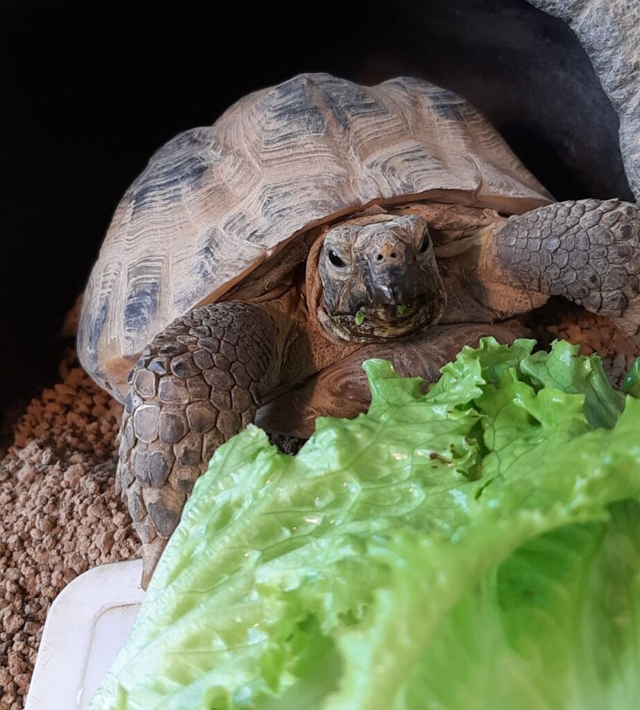 グリーンリーフを食べるロシアリクガメ