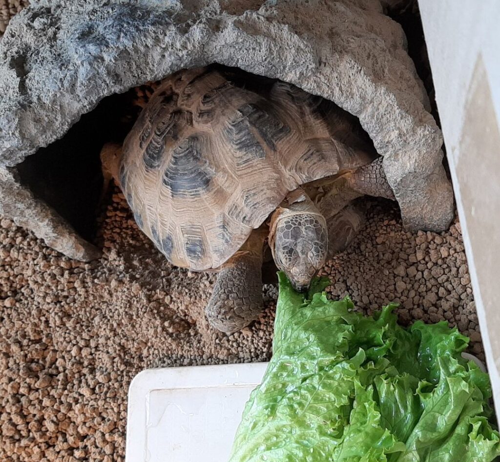 シェルターのなかにグリーンリーフを引きずり込むようにして食べるロシアリクガメ