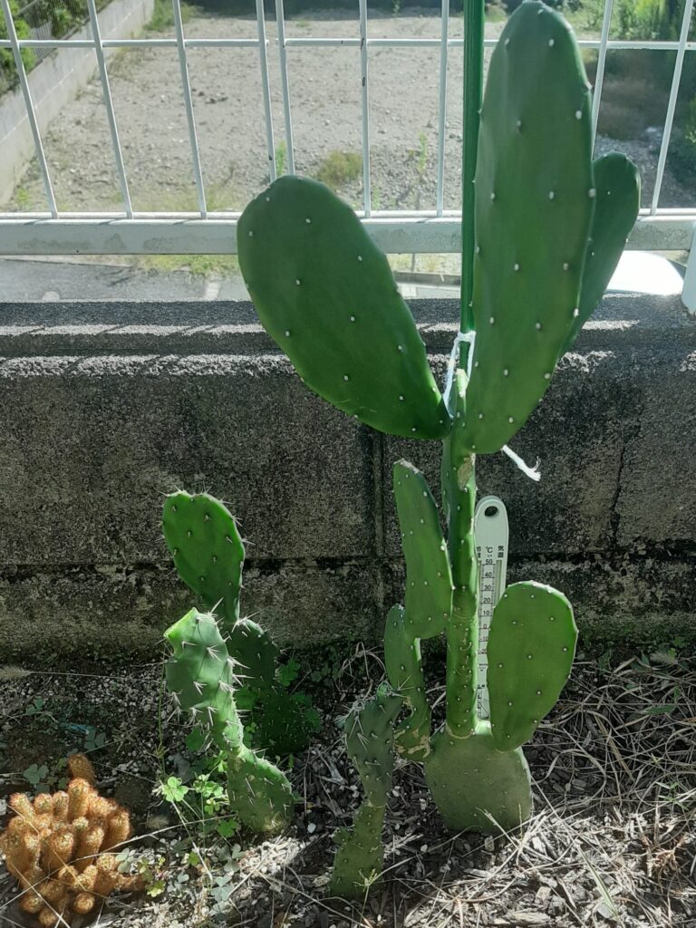 ウチワサボテン