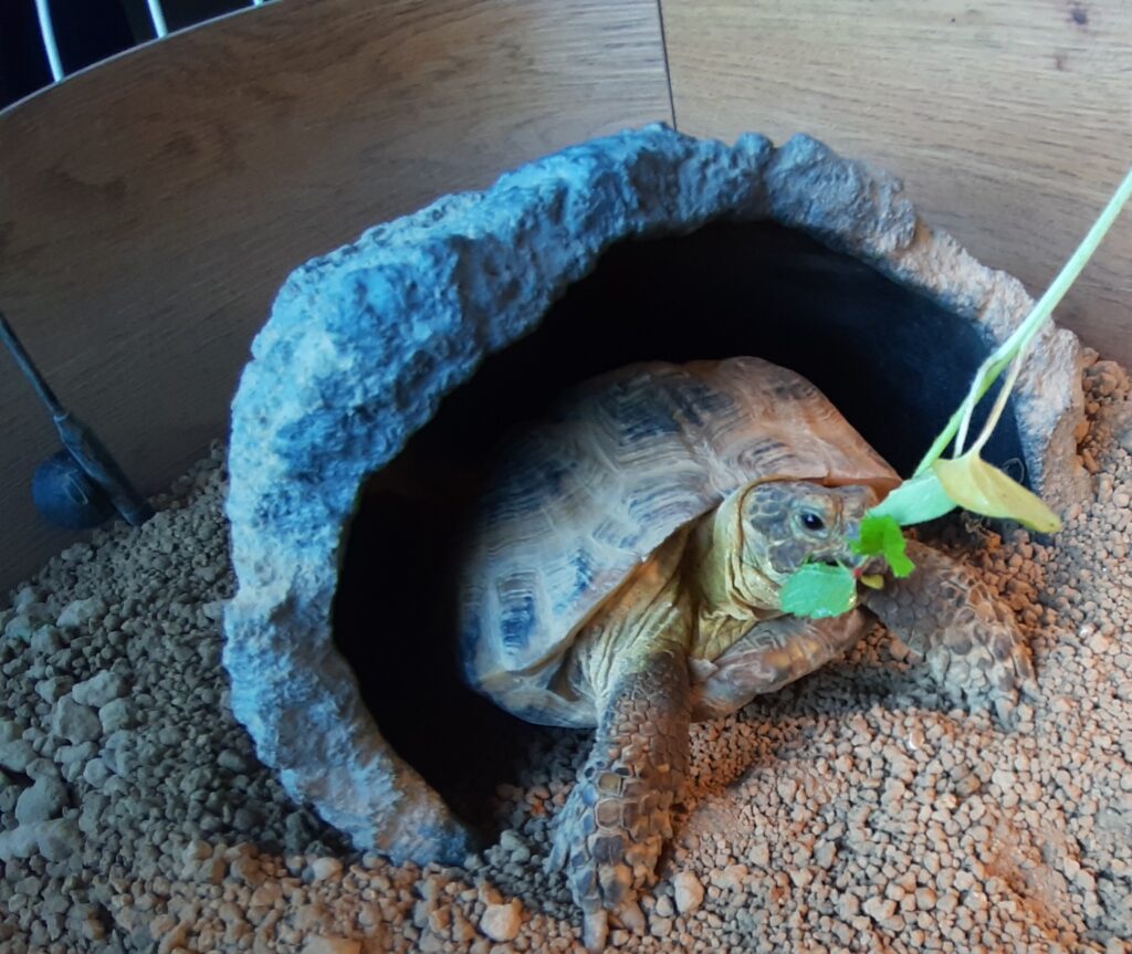 オクラの葉を食べるロシアリクガメ