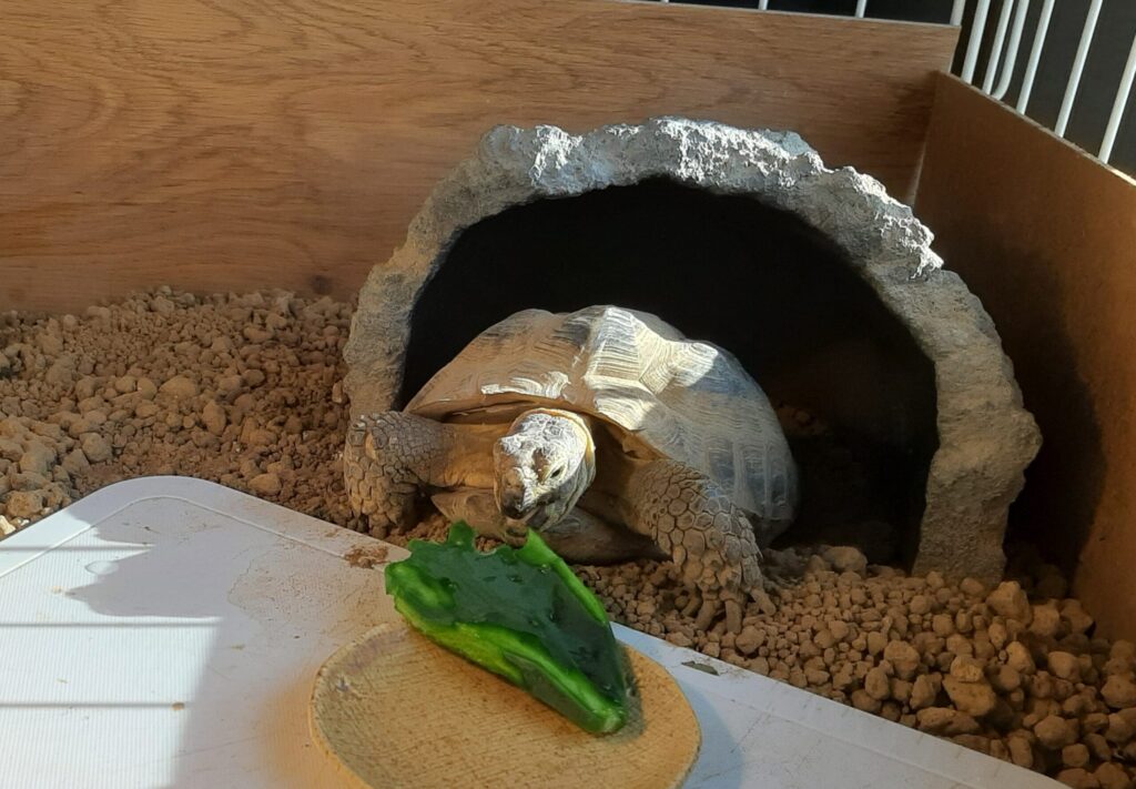 ウチワサボテンを食べるロシアリクガメ
